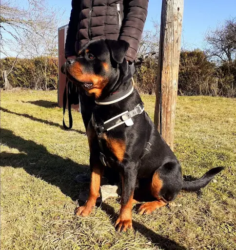 Teach Your Dog - Educateur Canin