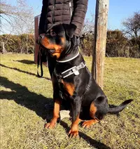 Teach Your Dog - Educateur Canin
