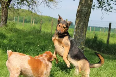 Au Panier Douillet Pension Canine et Féline