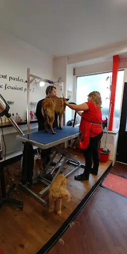 The Dog House
