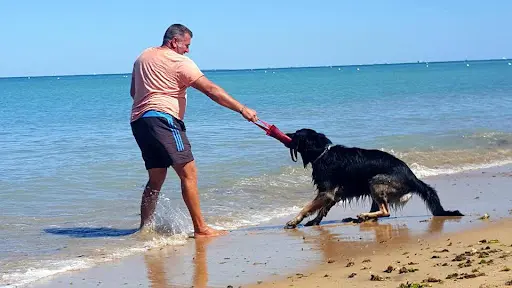 Les Gamins du Lac - Éducateur Canin Haute-vienne (87)