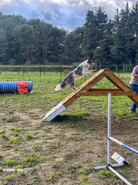 Tactique K-nine / Éducatrices Comportementalistes Canin. Éducateur Canin, Activités et Loisirs Canins