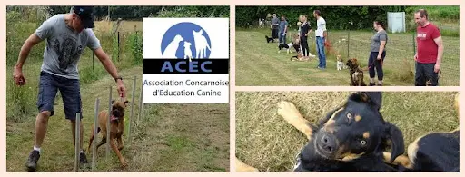 Acec (association Concarnoise d'Education Canine)