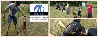 Acec (association Concarnoise d'Education Canine)