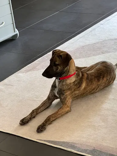 Un Chien Tranquille
