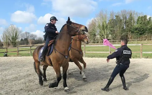 Haras des Sources - Centre Équestre, Poney Club & Ecurie de Propriétaires - 77
