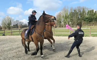 Haras des Sources - Centre Équestre, Poney Club & Ecurie de Propriétaires - 77