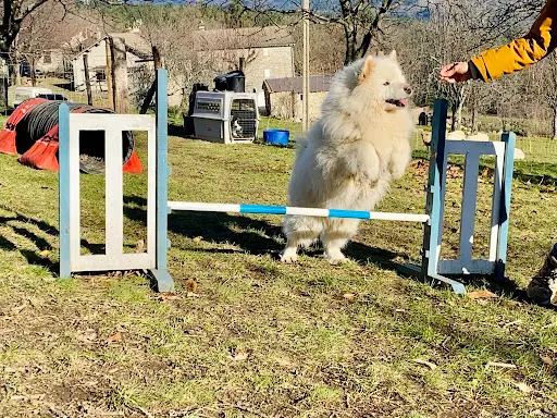Cv’n Dog