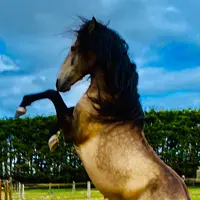 Haras Prynn
