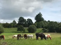 Val de Vire Equitation