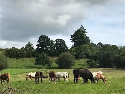 Val de Vire Equitation