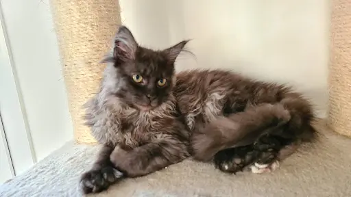Chatterie le Ranch de Daska - Élevage de Chats Maine Coon