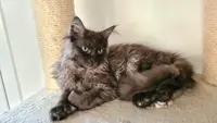 Chatterie le Ranch de Daska - Élevage de Chats Maine Coon