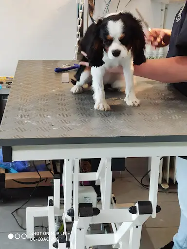 Dog d'Élite