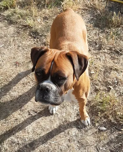 Kindly Dog - Comportementaliste Canin