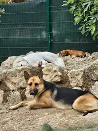 La Colo Câlins