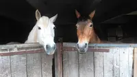 Equi Libre