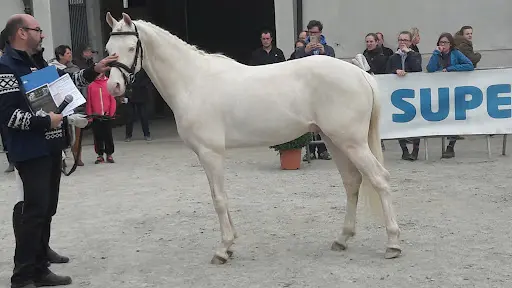 Haras de Cordemais