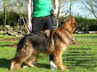 Elevage du Parcaou Côtes-d Armor, Chien de Race Berger Allemands Sélectionnés L.o.f