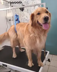 Au Bien Hêtre Animal