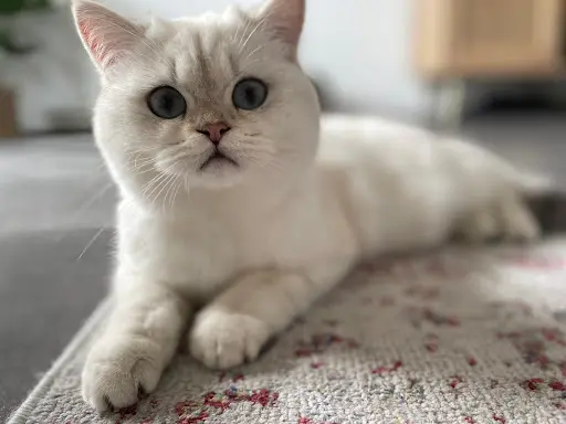 Chatterie Elevapurr