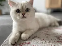 Chatterie Elevapurr