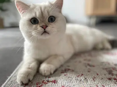 Chatterie Elevapurr