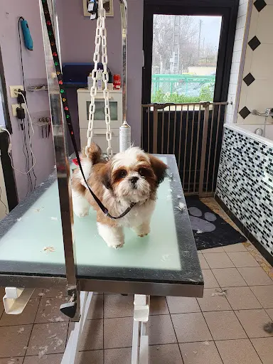 Feeling Dog S - Salon de Toilettage Cormeilles-en-parisis