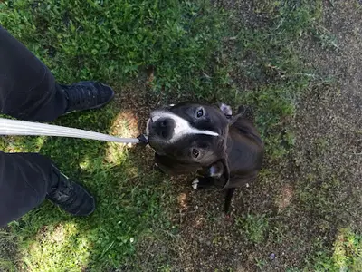 Edu Canine