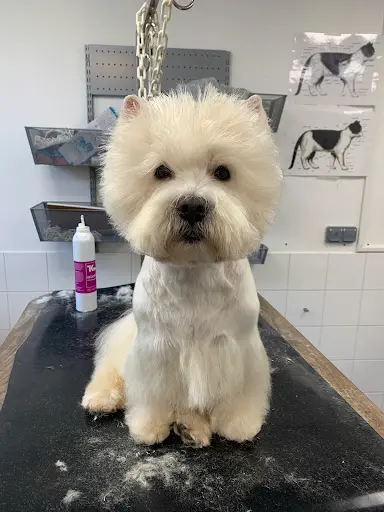 Le Salon d'Izzy, Toilettage Canin et Félin