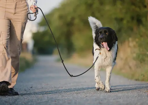 Harmonie Canine Bzh