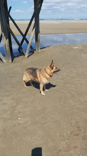 Happy Dog Academy