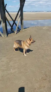 Happy Dog Academy
