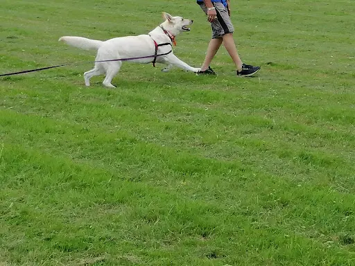 A Crocs Education Canine