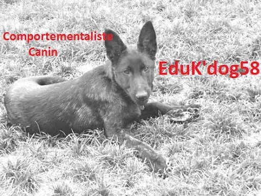 Comportementaliste Canin - Perreau Nathalie Eduk Dog58