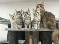 Coon’s Of The Moon