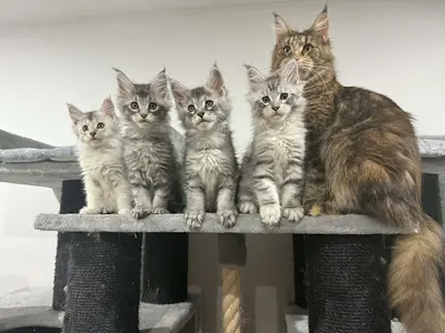 Coon’s Of The Moon