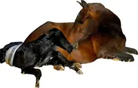 Elevage Costiero : Chevaux Pure Race Espagnole