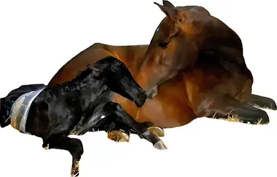 Elevage Costiero : Chevaux Pure Race Espagnole
