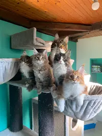 Chatterie des Félins de l'Ouest