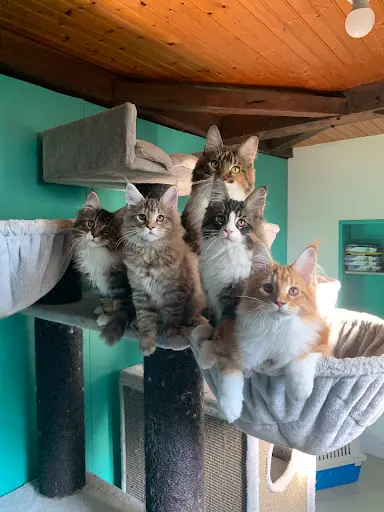 Chatterie des Félins de l'Ouest