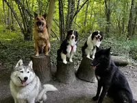 Un Max de R Êve - Educateur Canin Comportementaliste - Instructeur de Mantrailing - Médiation Animale : Cynothérapie
