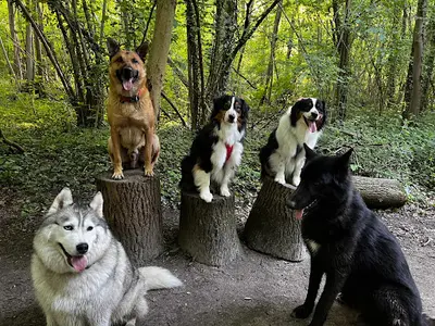 Un Max de R Êve - Educateur Canin Comportementaliste - Instructeur de Mantrailing - Médiation Animale : Cynothérapie