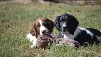 Élevage Springer Spaniel - Professionnel et Familiale.
