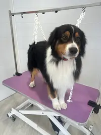 Biotifool Dogz Salon de Bien-être Pour Vos Amis À 4 Pattes Salon de Toilettage