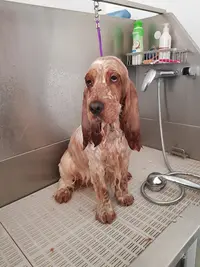Oh My Dog Toilettage