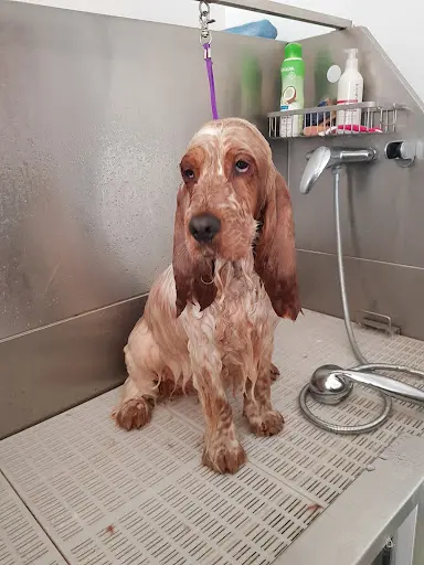 Oh My Dog Toilettage