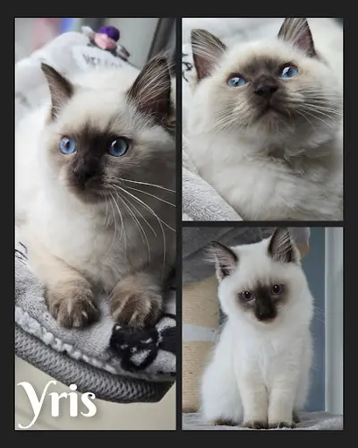 Chatterie des Poupine Ll