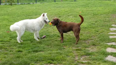 Pension Canine Familiale Nono & Co
