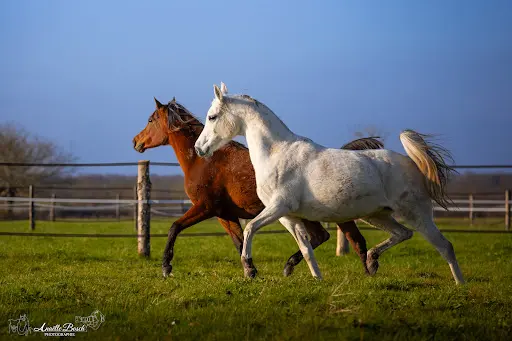 Shimalia Arabians